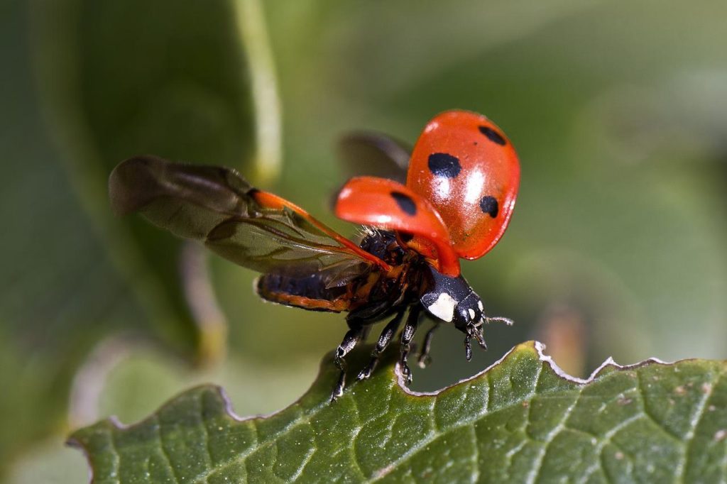 insect, ladybug, entomology-743562.jpg